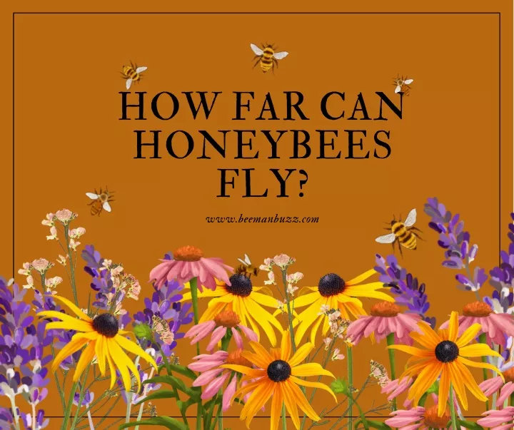 how far can honeybees fly www beemanbuzz com