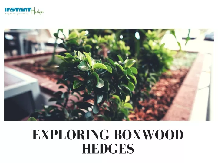 exploring boxwood hedges