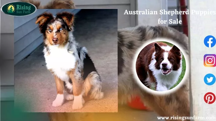 australian shepherd puppies for sale