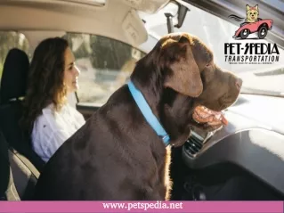 Pet Transportation Services