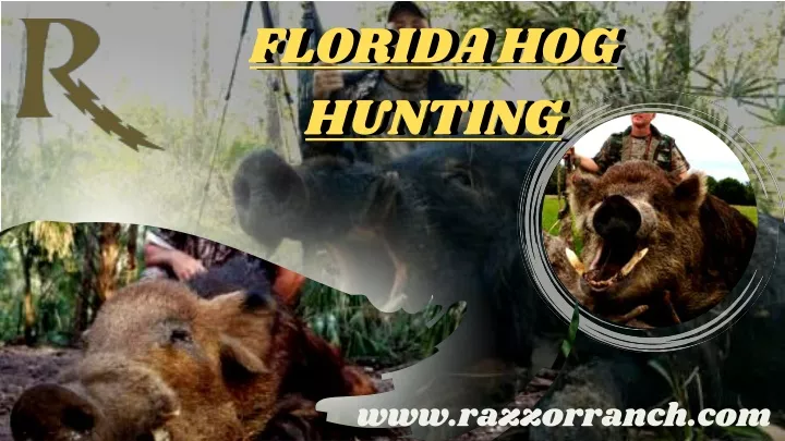 florida hog hunting