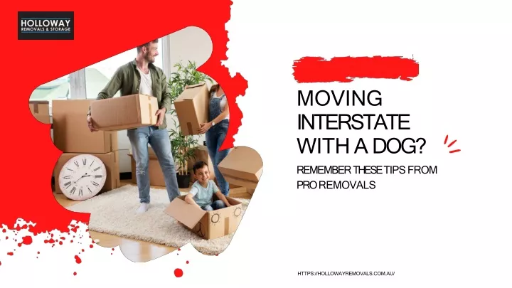 moving interstate with a dog remember these tips from pro removals