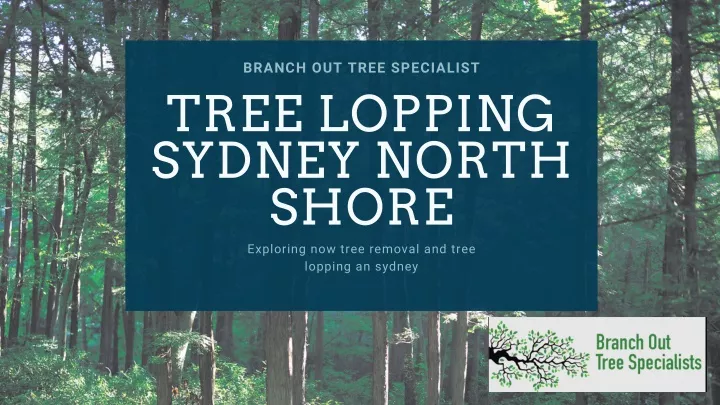 branch out tree specialist tree lopping sydney