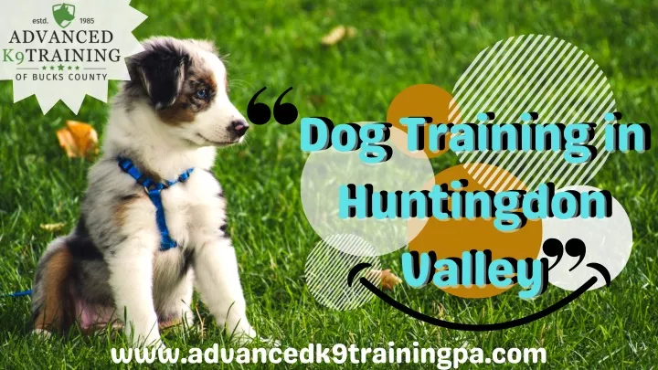 dog training in huntingdon valley valley valley