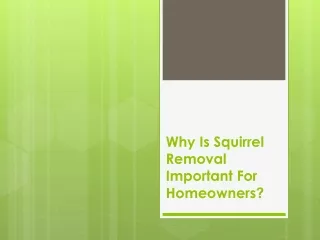 Why Is Squirrel Removal Important For Homeowners?