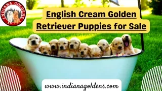The best English Cream Golden Retriever Puppies for Sale at Indiana Goldens