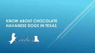 Know About Chocolate Havanese Dogs In Texas