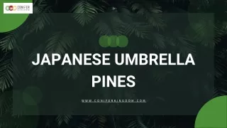 japanese umbrella pines