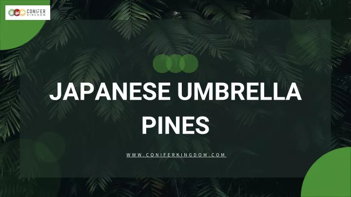 japanese umbrella pines