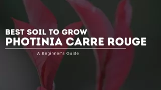 best soil to grow