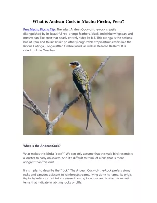 What is Andean Cock in Machu Picchu, Peru?