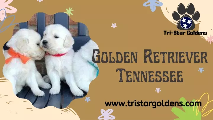 golden retriever tennessee