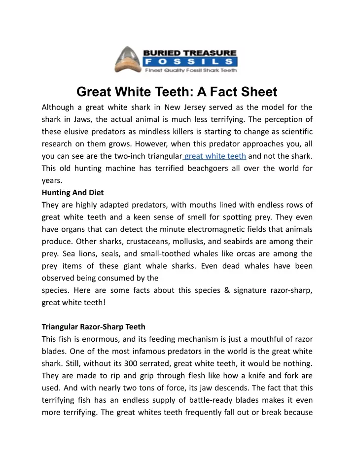 great white teeth a fact sheet although a great