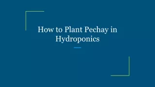 How to Plant Pechay in Hydroponics