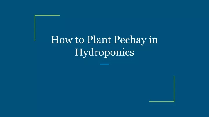 how to plant pechay in hydroponics
