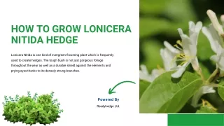 how to grow lonicera nitida hedge