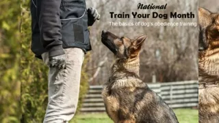 National Train Your Dog Month The Basics of Dog’s Obedience Training