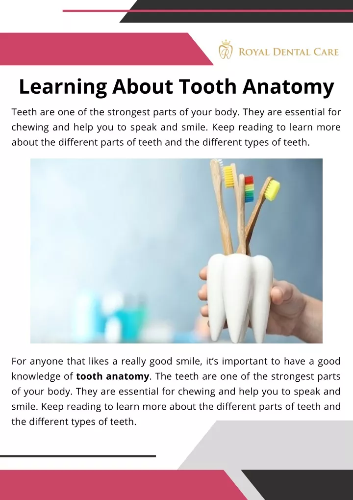 learning about tooth anatomy