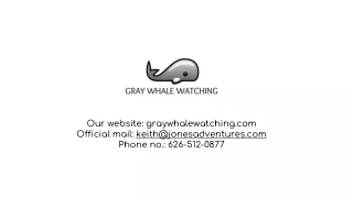 Grey whale watching baja