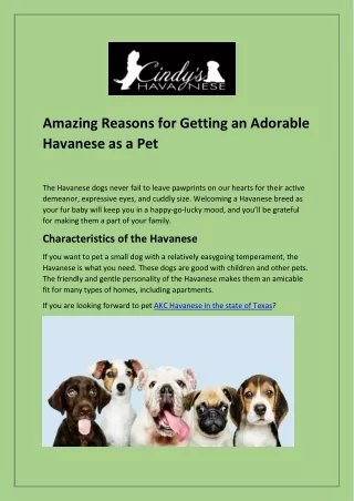 Explore The AKC Havanese Breeders In The State Of Texas
