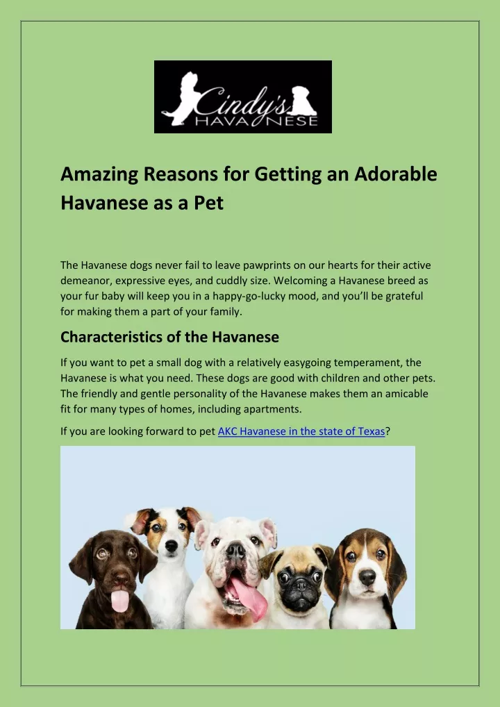 amazing reasons for getting an adorable havanese