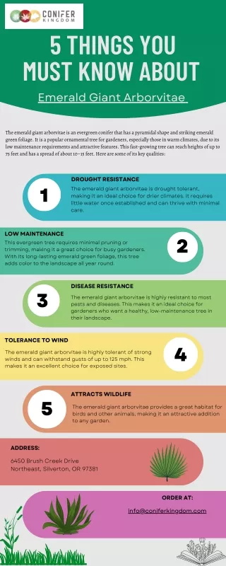 5 things you must know about emerald giant