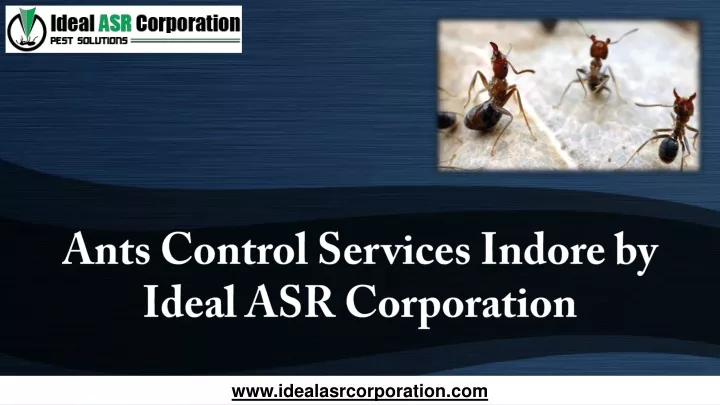 ants control services indore by ideal