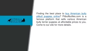 Buy American Bully Pitbull Puppies Online  Pitbullbullies.com