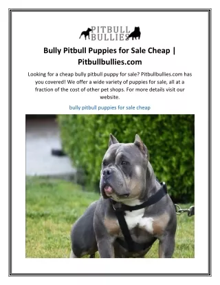 Bully Pitbull Puppies for Sale Cheap  Pitbullbullies.com