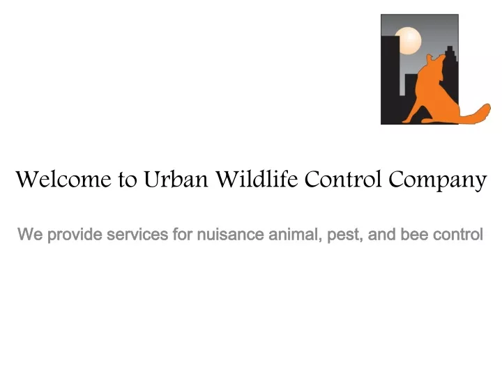 welcome to urban wildlife control company