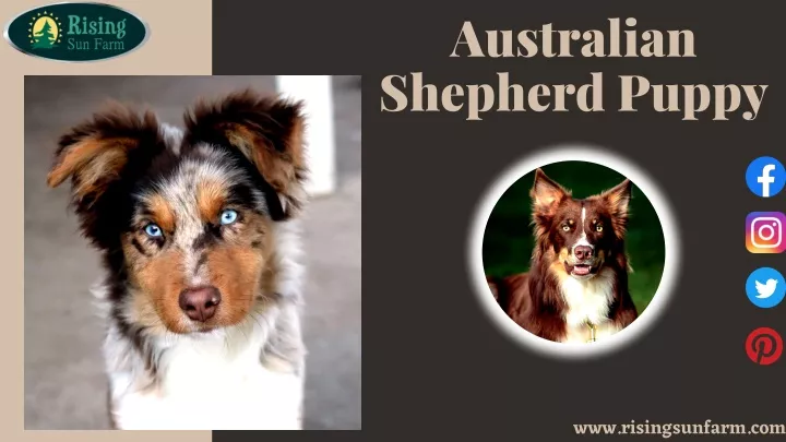 australian shepherd puppy