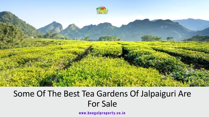 some of the best tea gardens of jalpaiguri