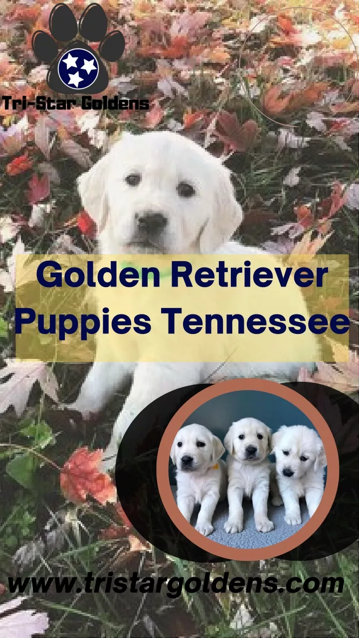 golden retriever puppies tennessee