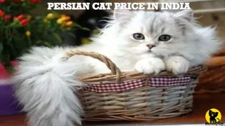 Persian cat price in india