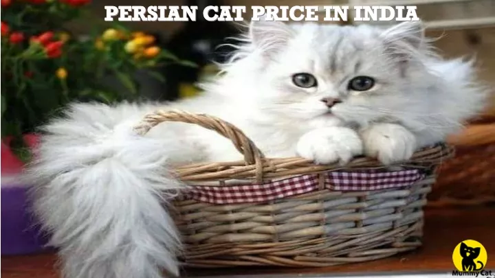 persian cat price in india