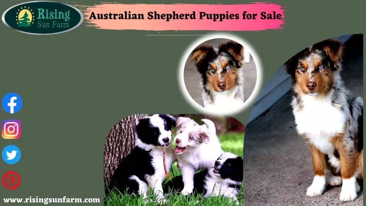 australian shepherd puppies for sale