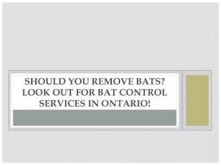 Should you remove bats? Look out for bat control services in Ontario!