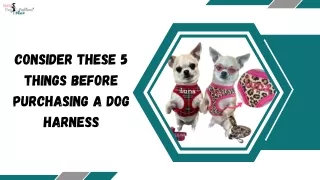Consider These 5 Things Before Purchasing a Dog Harness