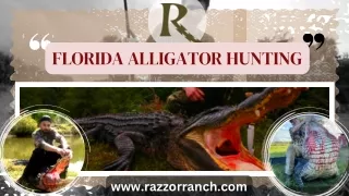 Enjoy the best Florida Alligator Hunting with Razzor Ranch