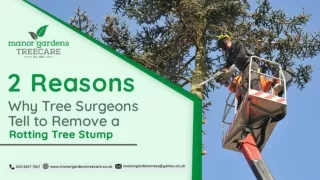 2 Reasons Why Tree Surgeons Tell to Remove a Rotting Tree Stump