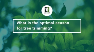 What is the optimal season for tree trimming