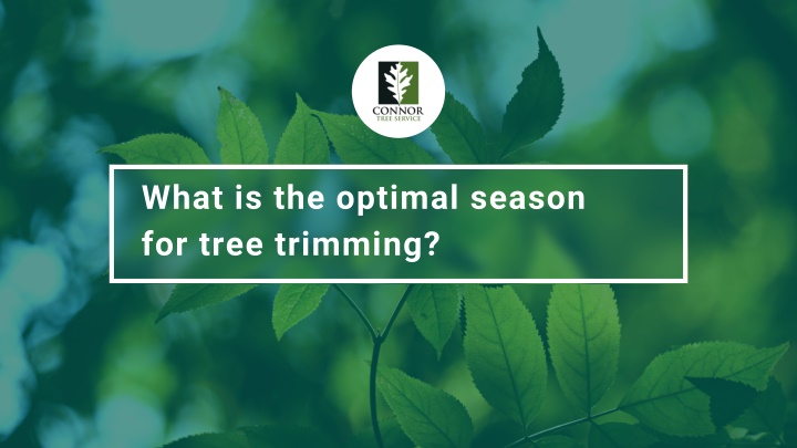 what is the optimal season for tree trimming