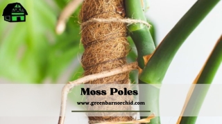 Order for Moss Poles now at the best price - Green Barn Orchid