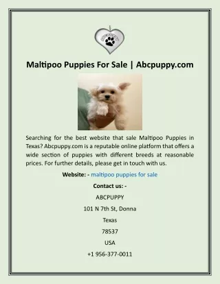 Maltipoo Puppies For Sale  Abcpuppy