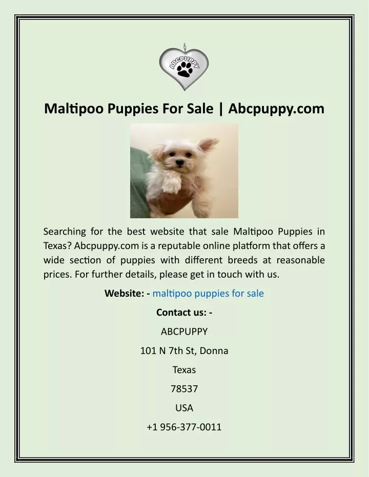 maltipoo puppies for sale abcpuppy com