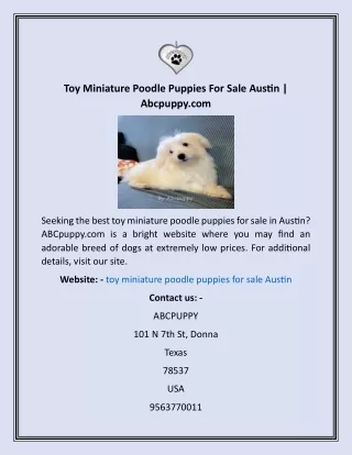 Toy Miniature Poodle Puppies For Sale Austin  Abcpuppy