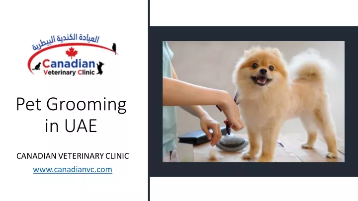 pet grooming in uae