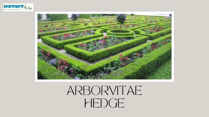 arborvitae hedge