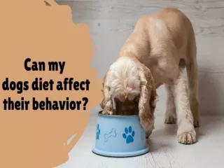 Can My Dogs Diet Affect their Behavior