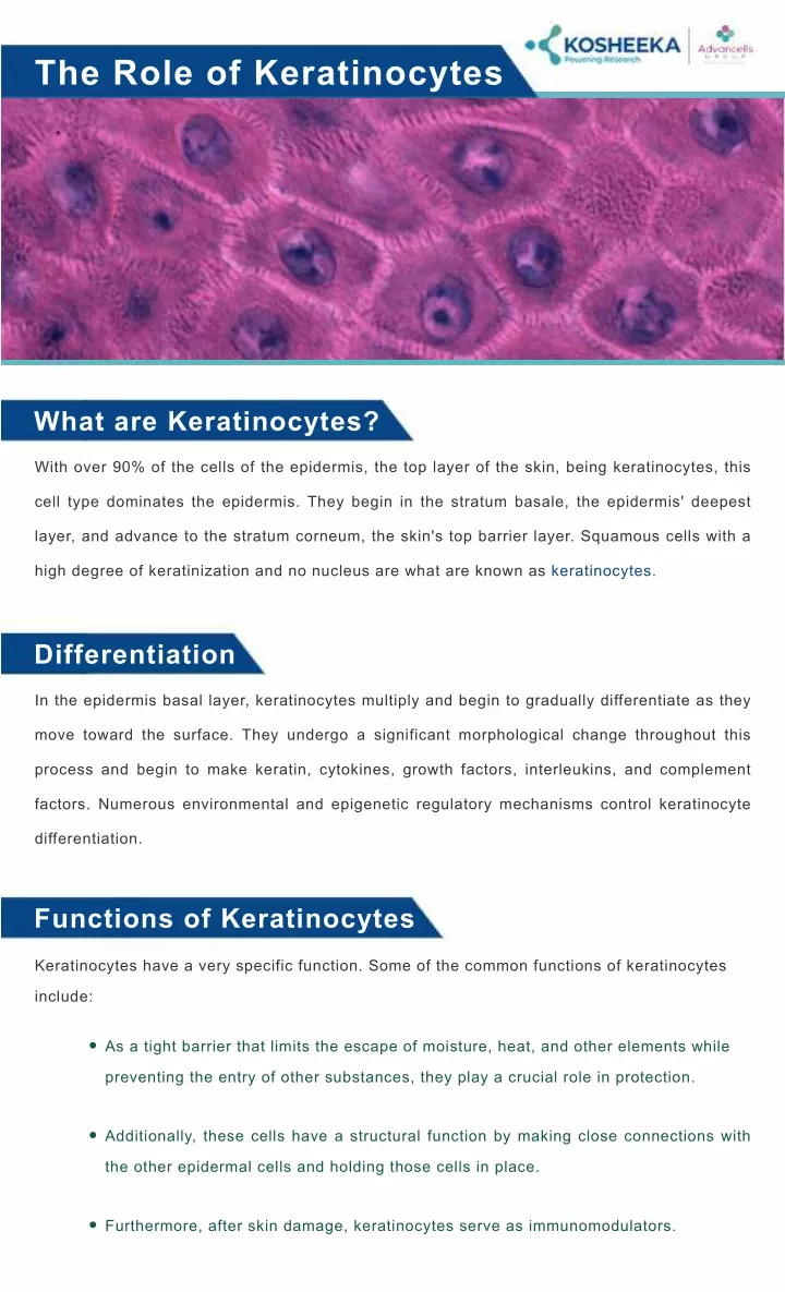 the role of keratinocytes